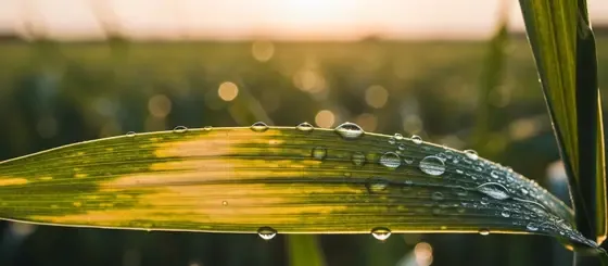 Analiză foliară porumb și floarea-soarelui: Ghid complet