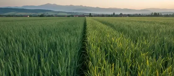 Carența de magneziu la grâu: Simptome și soluții ROfert
