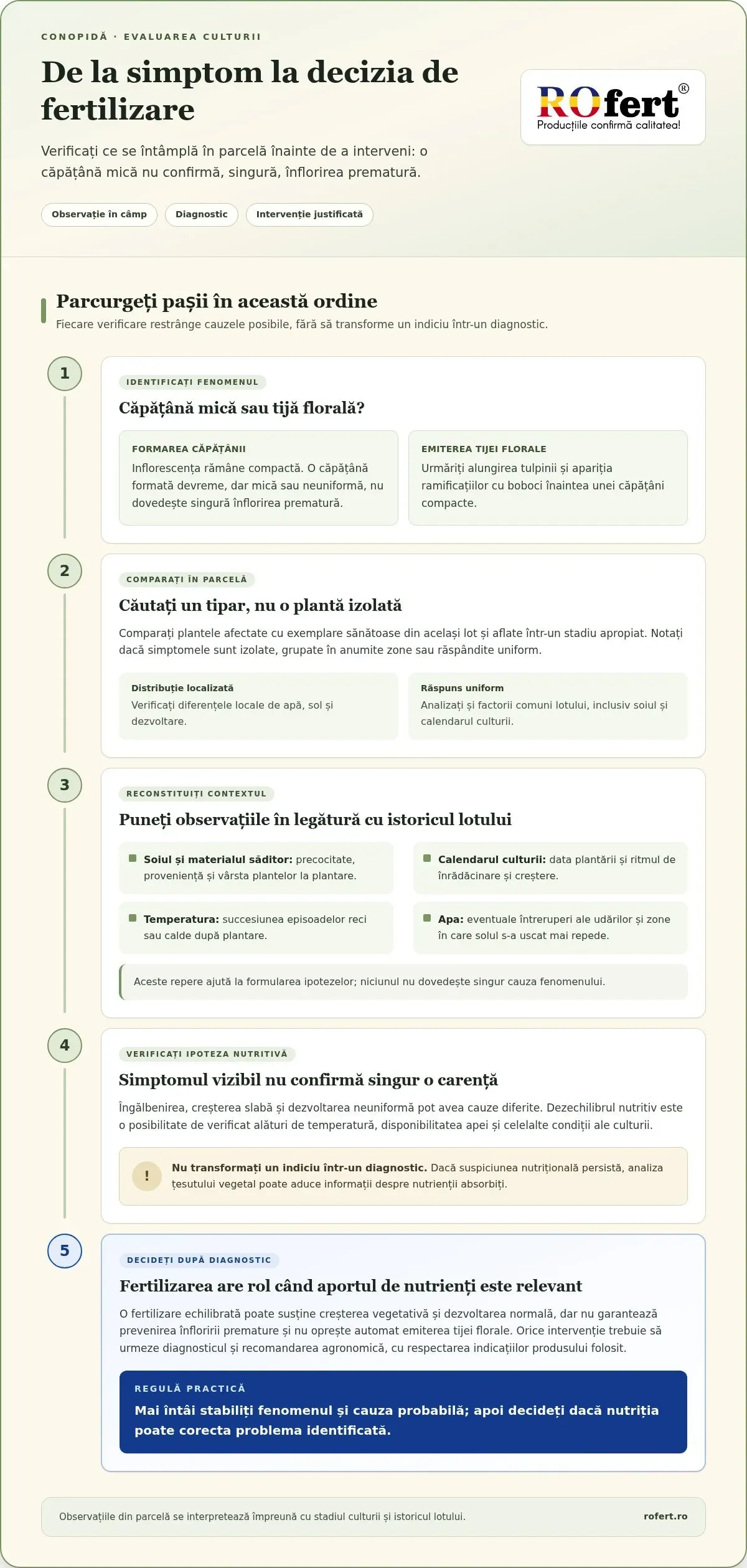 Infografic – Fertilizarea conopidei: cum reduci riscul înfloririi premature