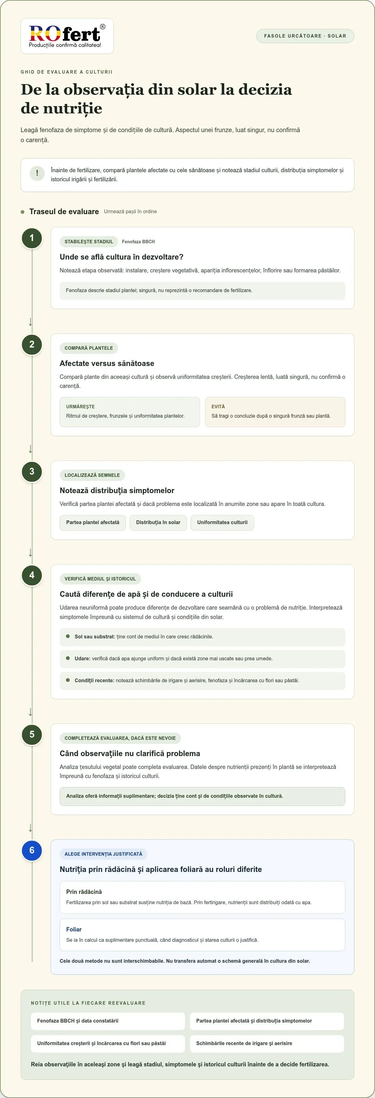 Infografic – Nutriția la fasolea urcătoare de solar: ghid practic pentru fertilizare