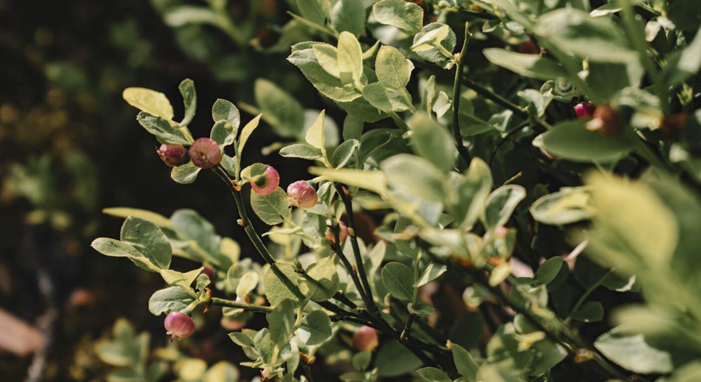 Ghid de fertilizare foliară — Afin