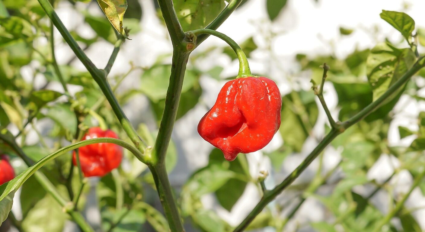 Ghid de fertilizare foliară — Ardei