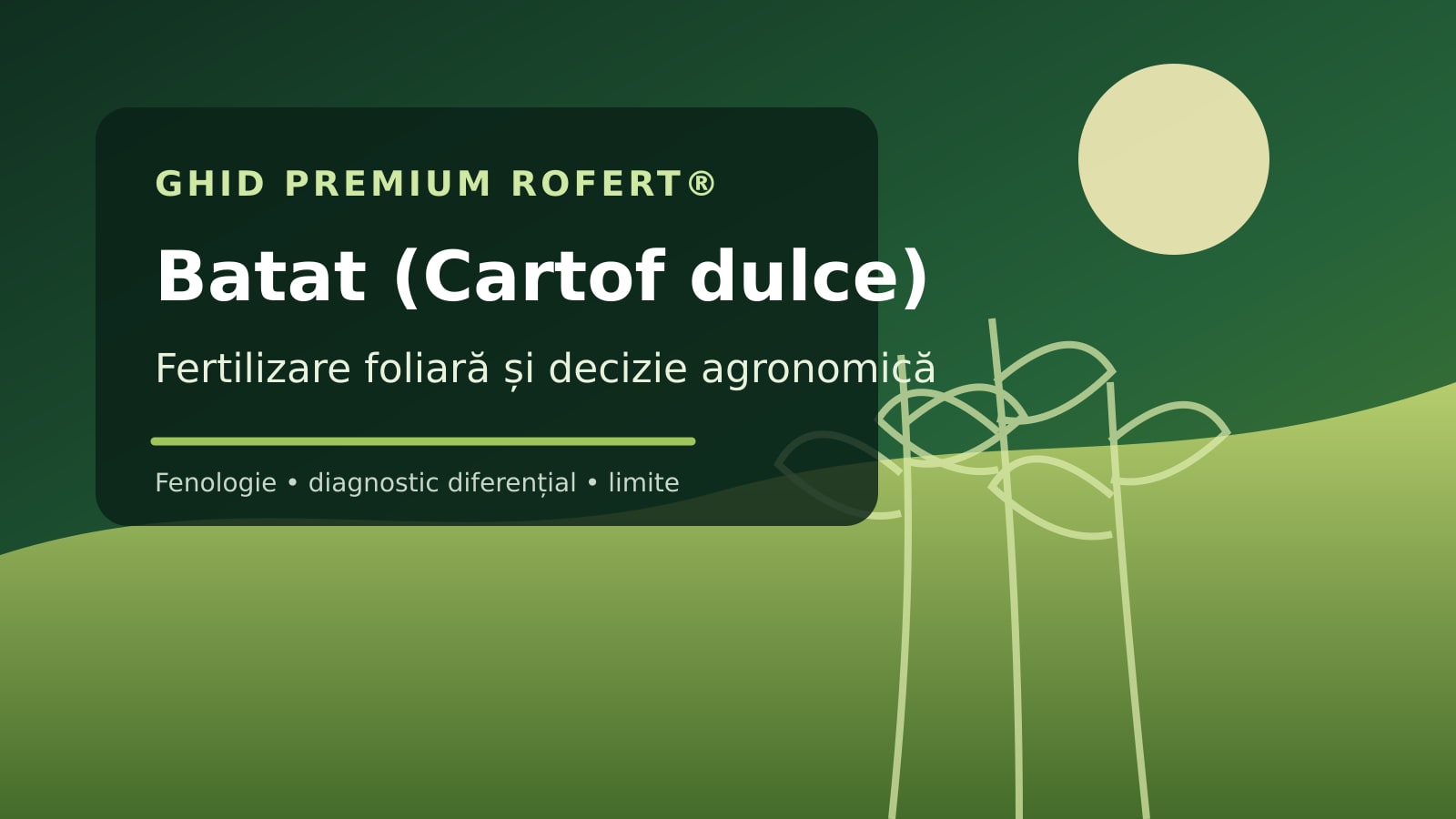 Ilustrație editorială pentru ghidul de fertilizare foliară la Batat (Cartof dulce)