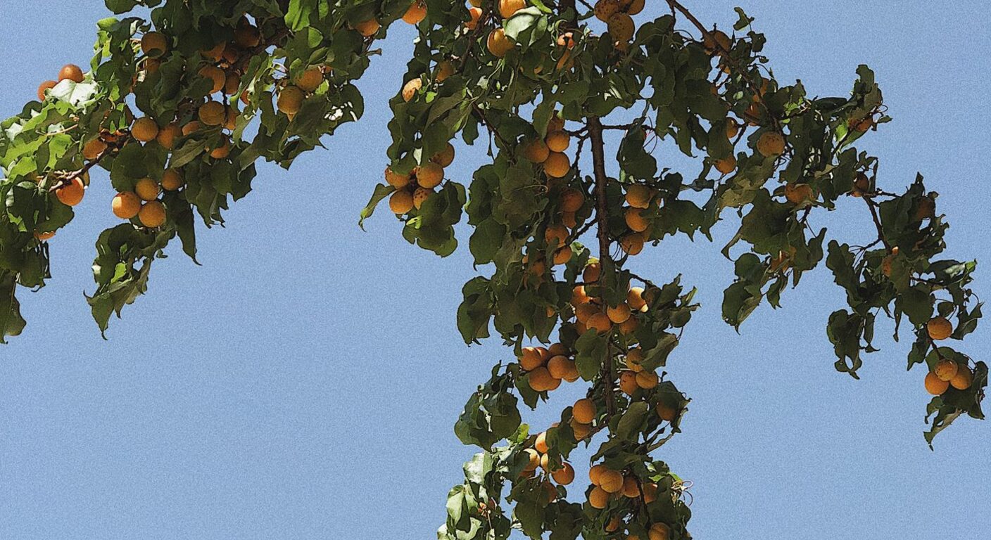Ghid de fertilizare foliară — Cais