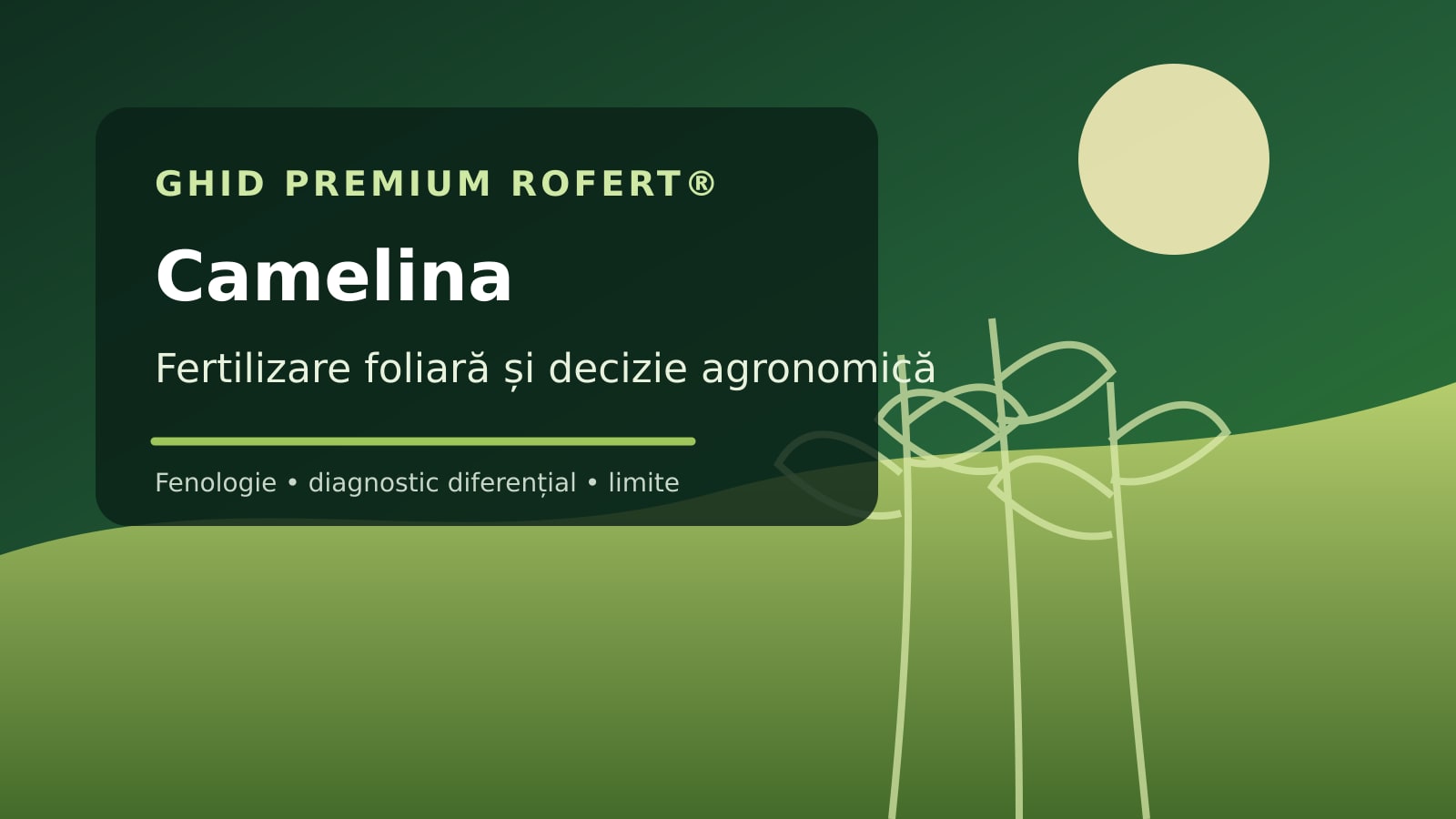 Ilustrație editorială pentru ghidul de fertilizare foliară la Camelina