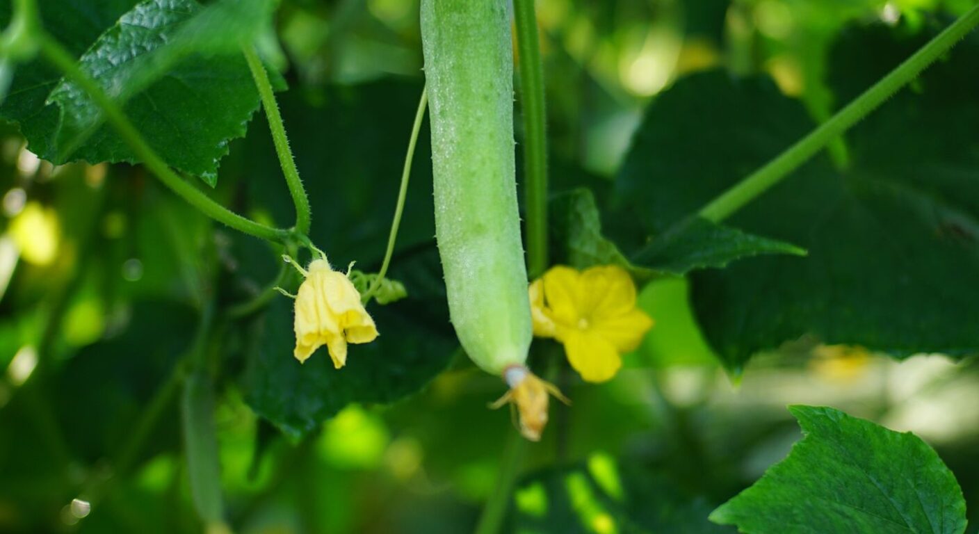 Ghid de fertilizare foliară — Castraveți de câmp