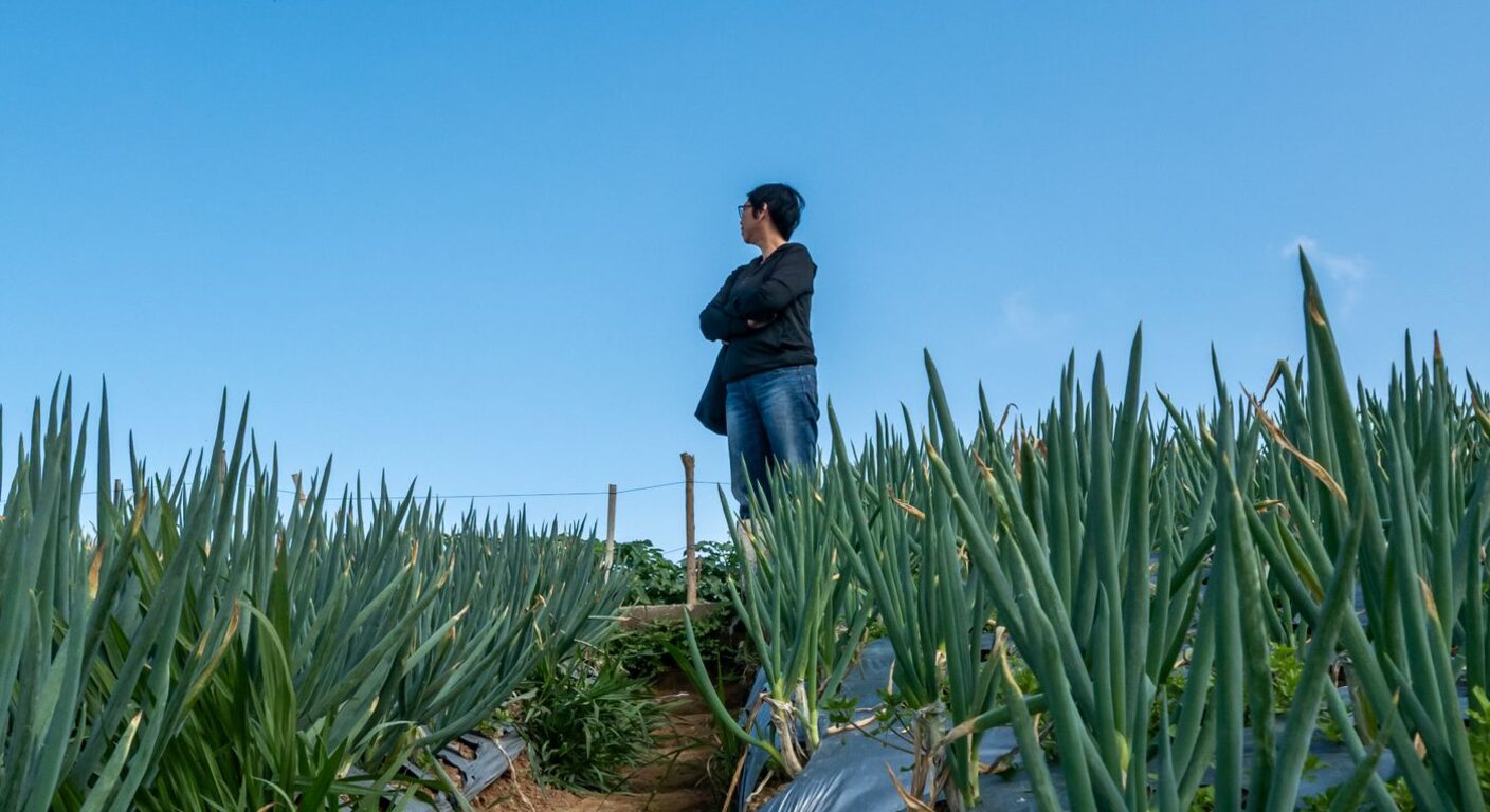 Ghid de fertilizare foliară — Ceapă