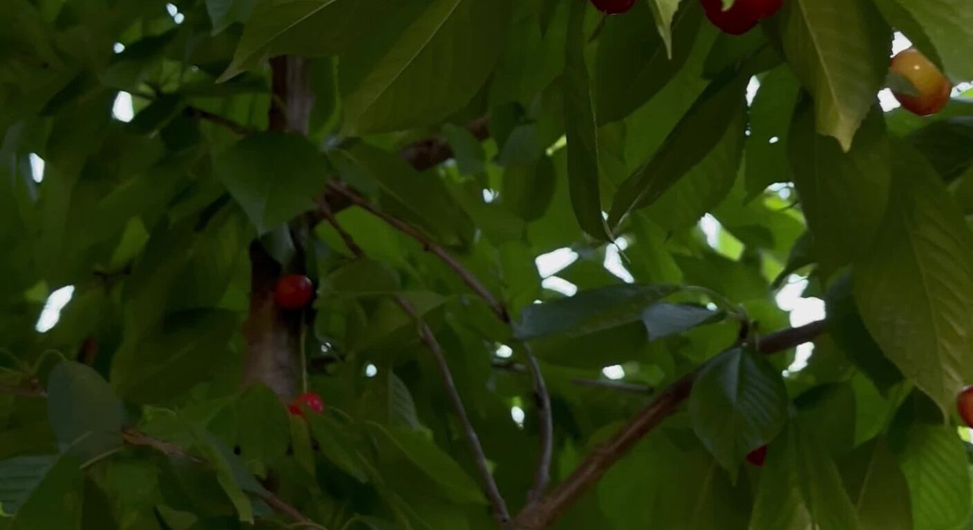 Ghid de fertilizare foliară — Cireș