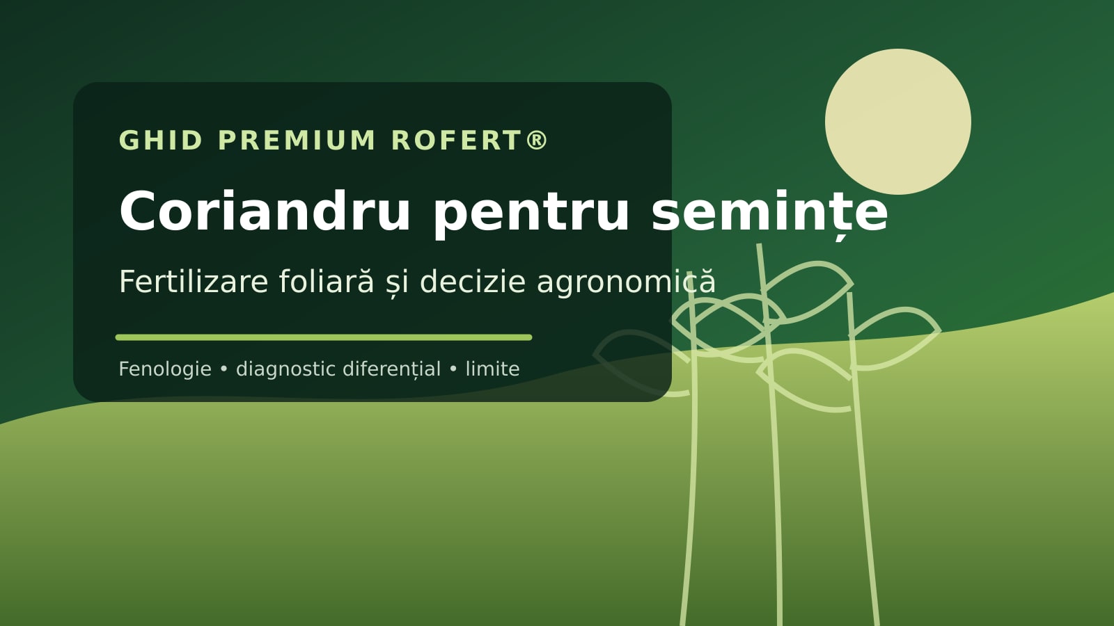 Ilustrație editorială pentru ghidul de fertilizare foliară la Coriandru pentru semințe