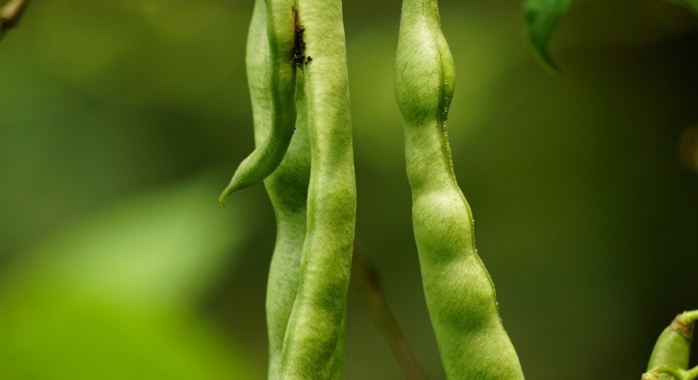 Ghid de fertilizare foliară — Fasole