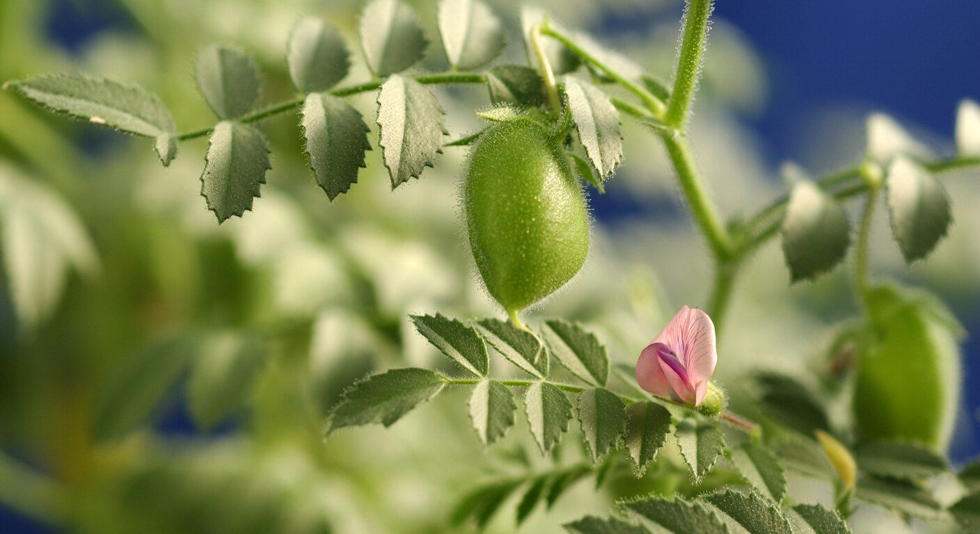 Ghid de fertilizare foliară — Năut
