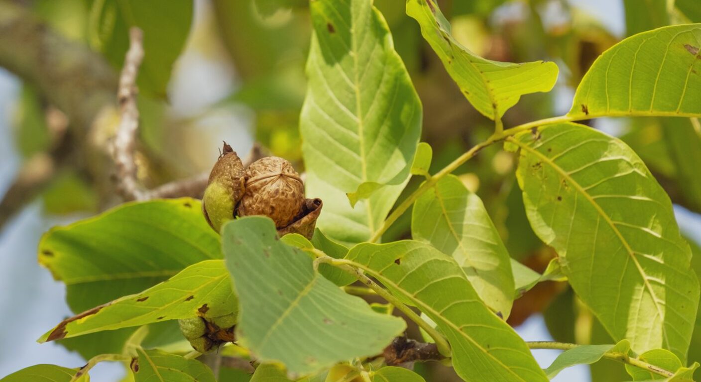 Ghid de fertilizare foliară — Nuc