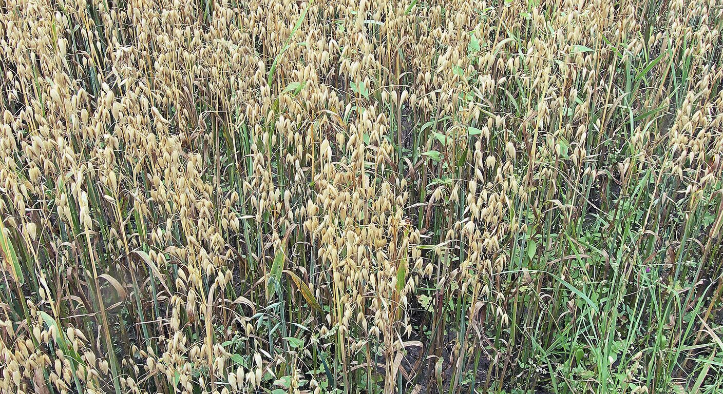 Ghid de fertilizare foliară — Ovăz