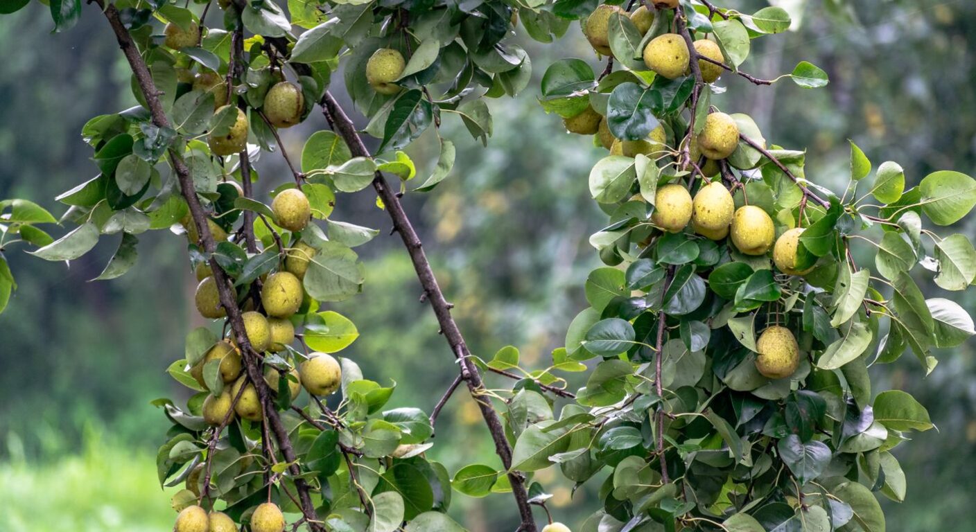Ghid de fertilizare foliară — Păr
