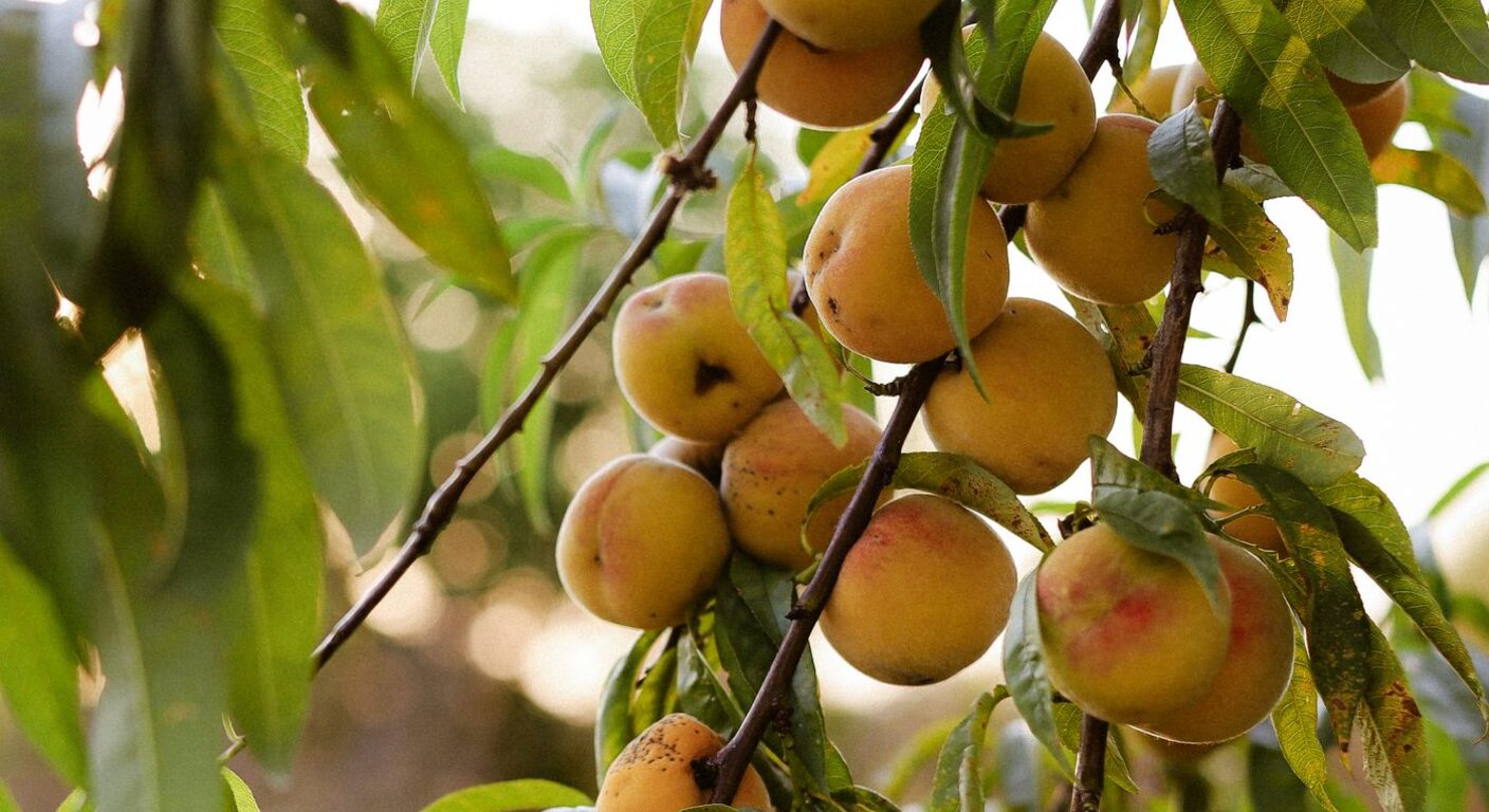 Ghid de fertilizare foliară — Piersic