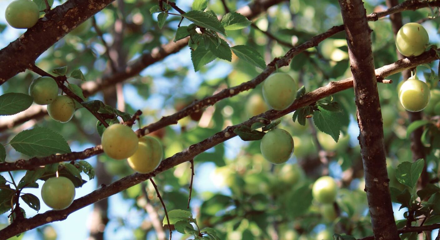 Ghid de fertilizare foliară — Prun