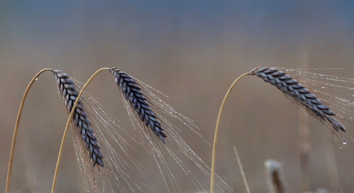 Ghid de fertilizare foliară — Secară