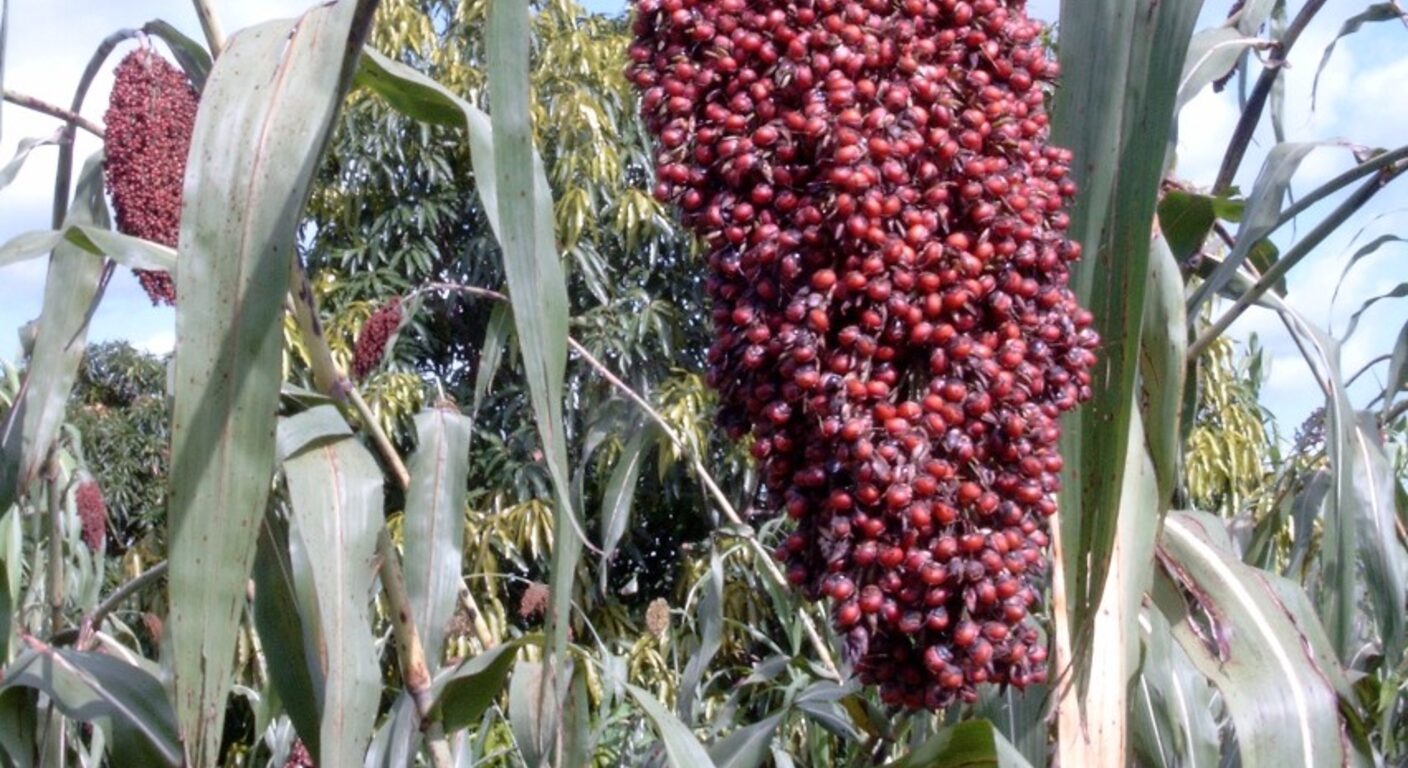 Ghid de fertilizare foliară — Sorg