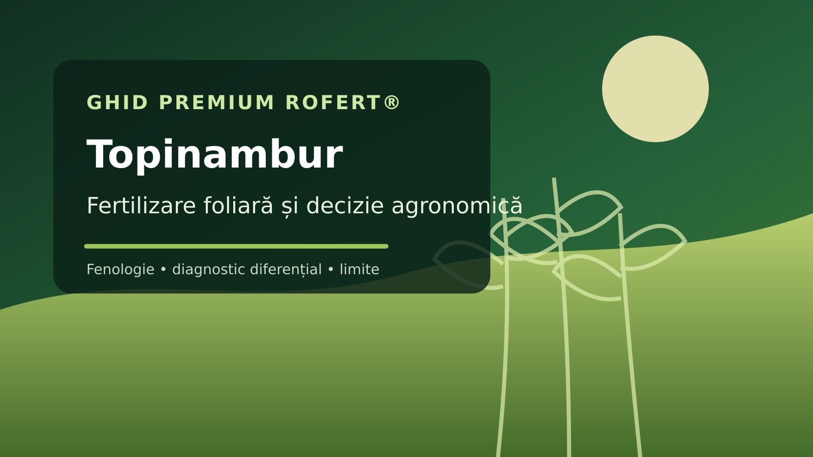 Ilustrație editorială pentru ghidul de fertilizare foliară la Topinambur