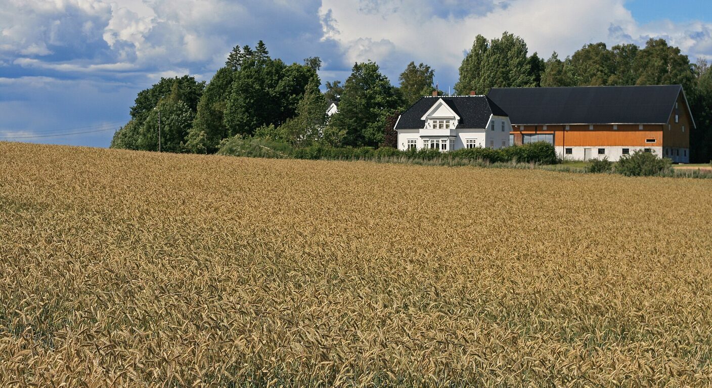 Ghid de fertilizare foliară — Triticale