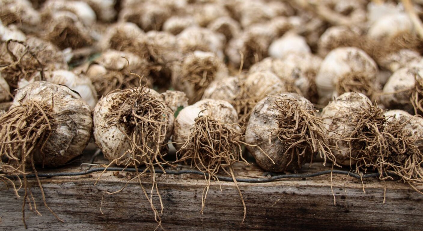 Ghid de fertilizare foliară — Usturoi