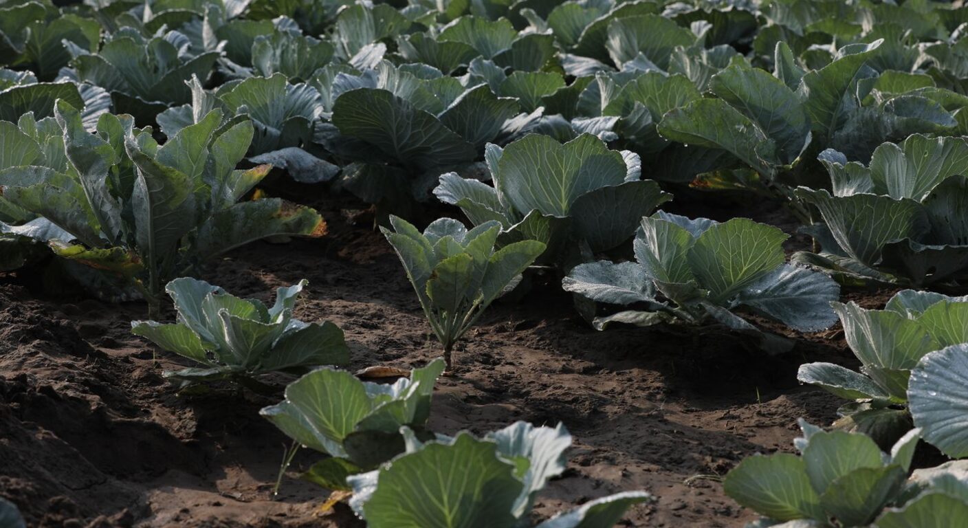 Ghid de fertilizare foliară — Varză