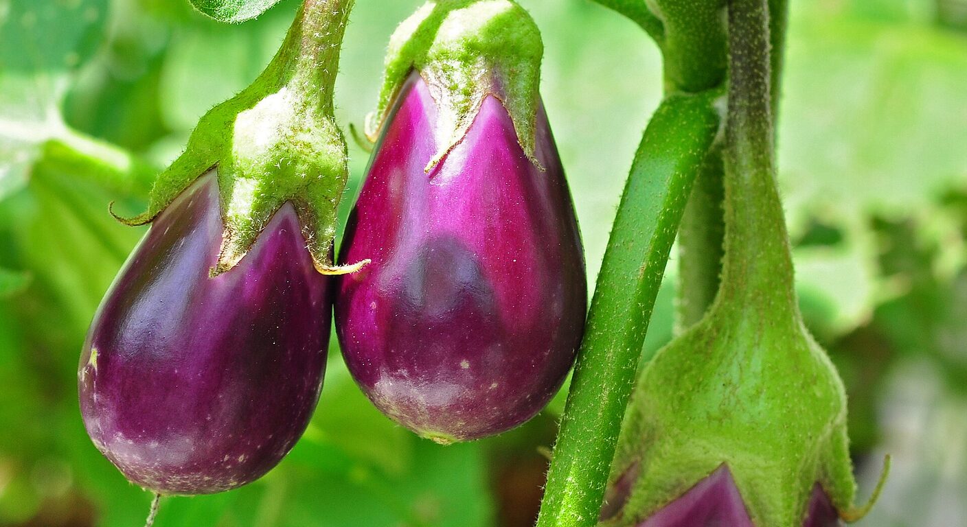 Ghid de fertilizare foliară — Vinete