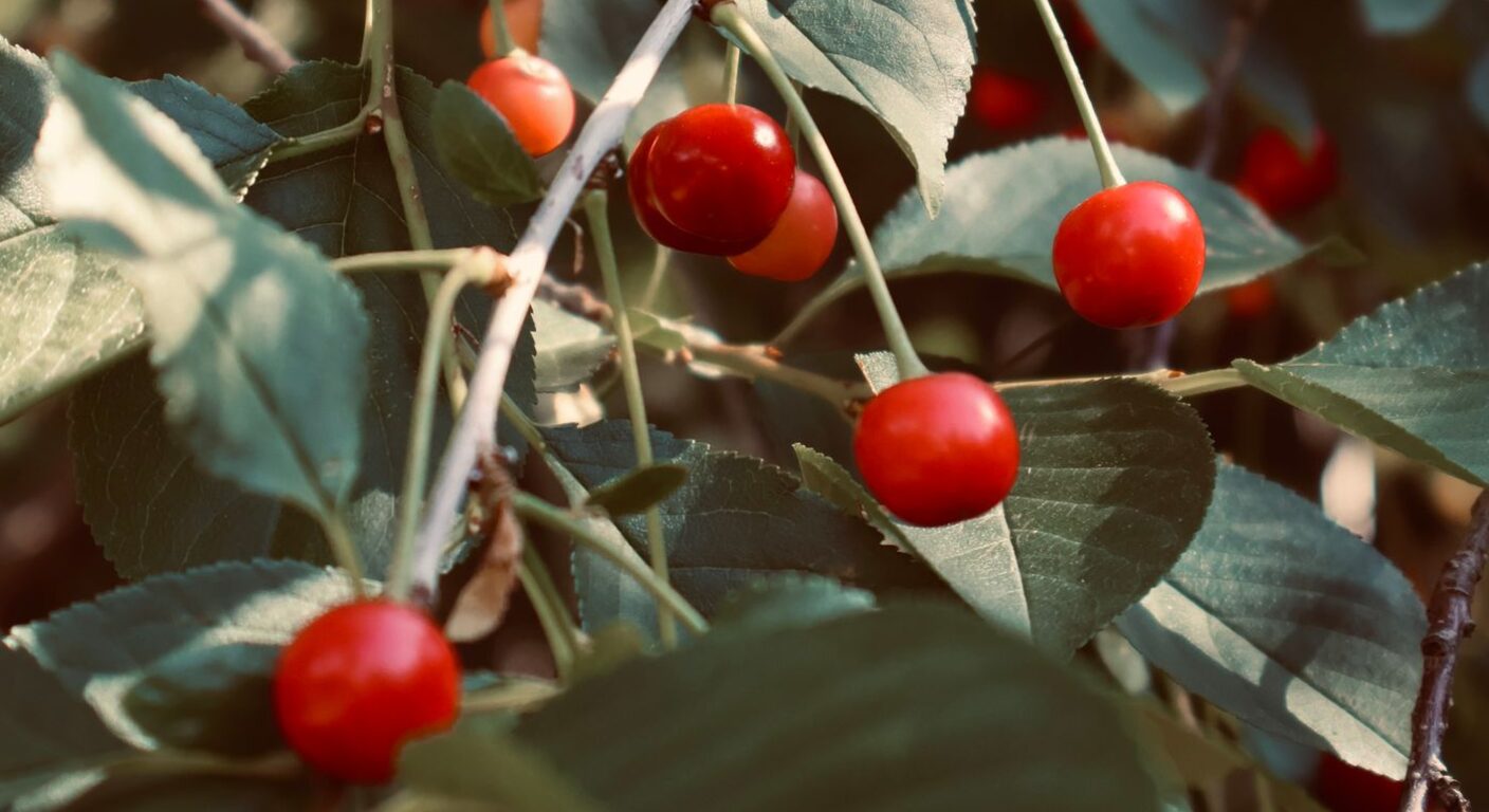 Ghid de fertilizare foliară — Vișin