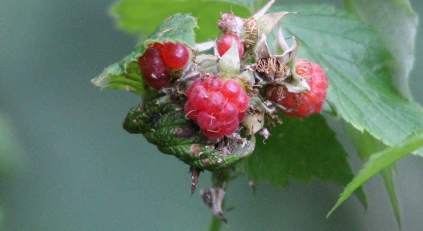 Ghid de fertilizare foliară — Zmeur