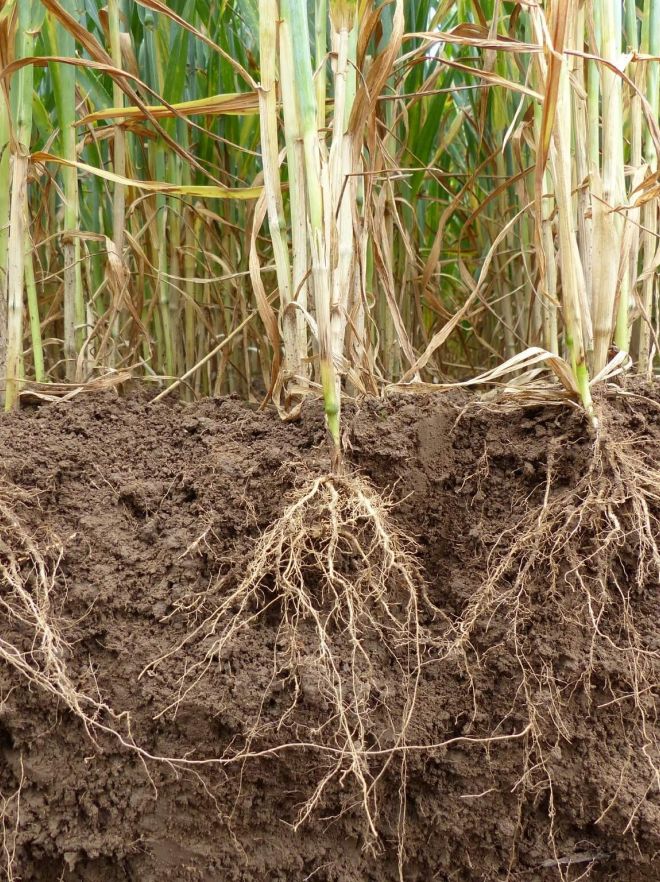 Pagina principala 17 roots