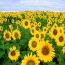 floarea soarelui 03074b82