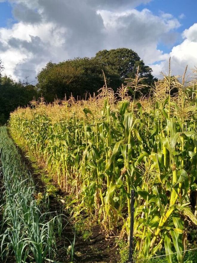 organic vegetables box scheme delivereies devon dorset delivery local corn leeks orig 1aad44cc