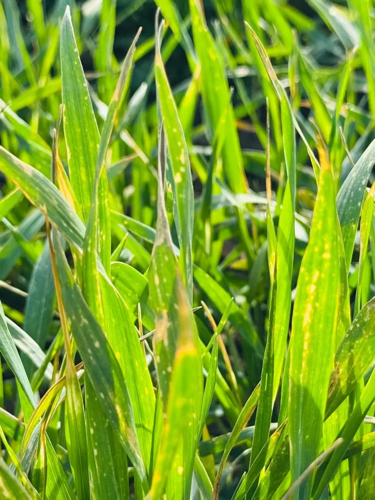 WhatsApp Image 2025 04 04 at 09.07.03 f67c1c7e 53a7d178