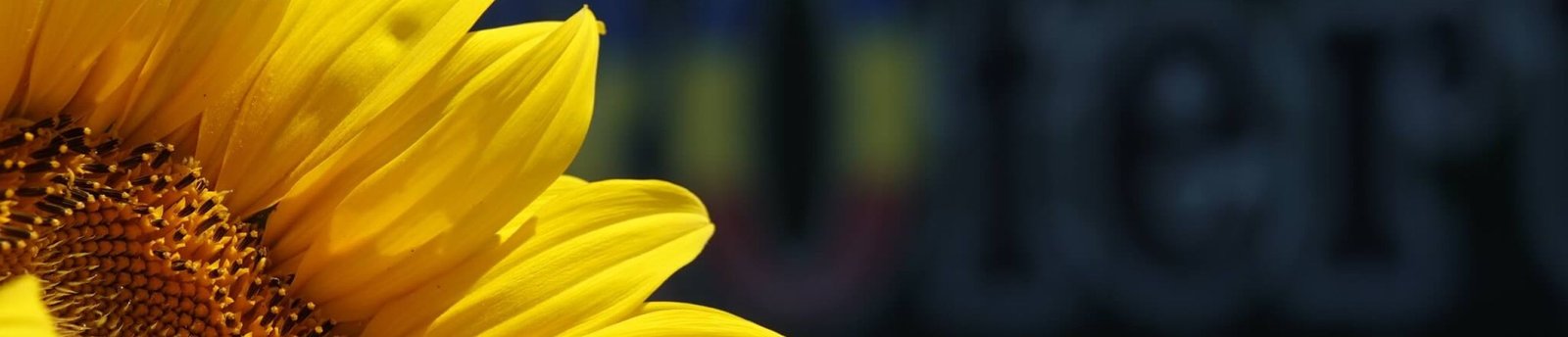 Close-up of a green glass dropper and a brown bottle on a white background with a green leaf. Highlights natural skincare, eco-friendly beauty, and organic wellness products