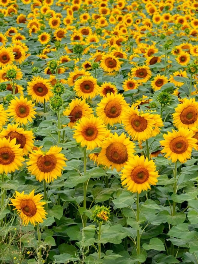 Cultura de floarea soarelui2 scaled 1 c65f4423