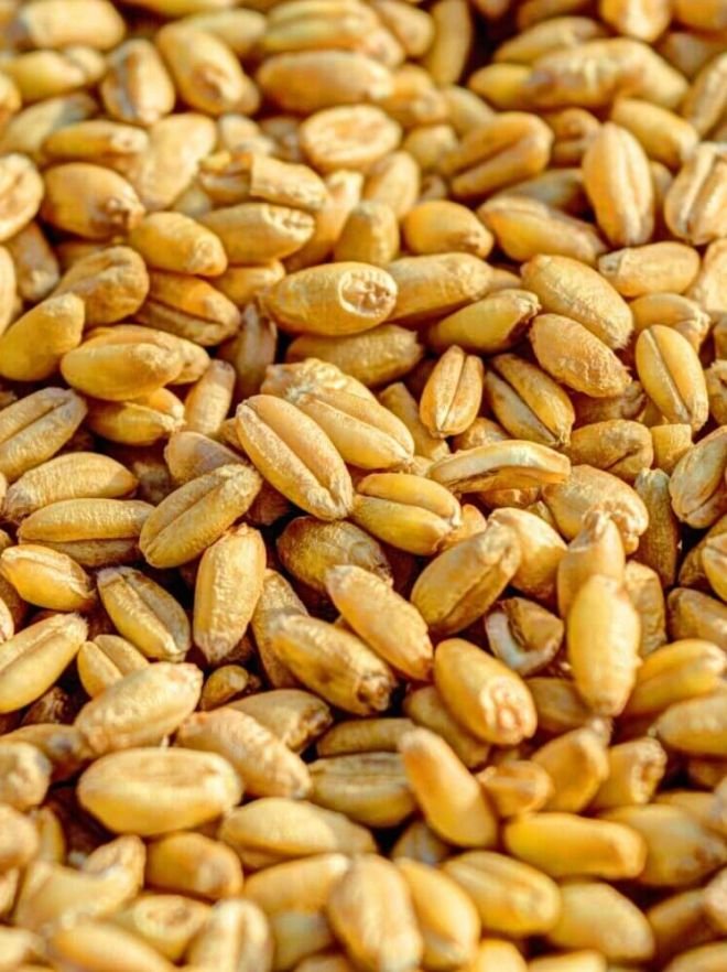 boabe de grau e568c427