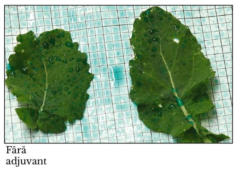 ROfert® Ad 3 Rofert Ad before1