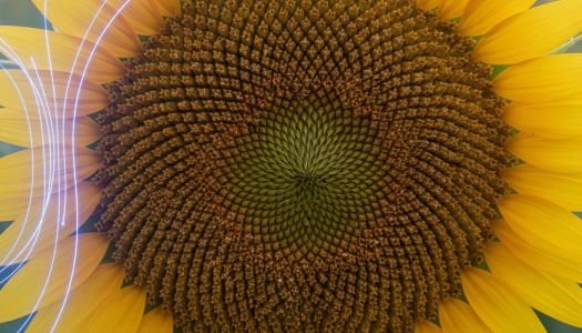 Borul în Agricultură: Importanța Vitală pentru Culturi și Strategii de Fertilizare în 2026