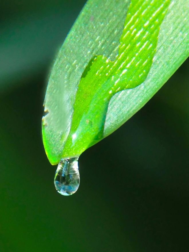 Pagina principala 29 picatura prelinsa pe frunza scaled 5e639862