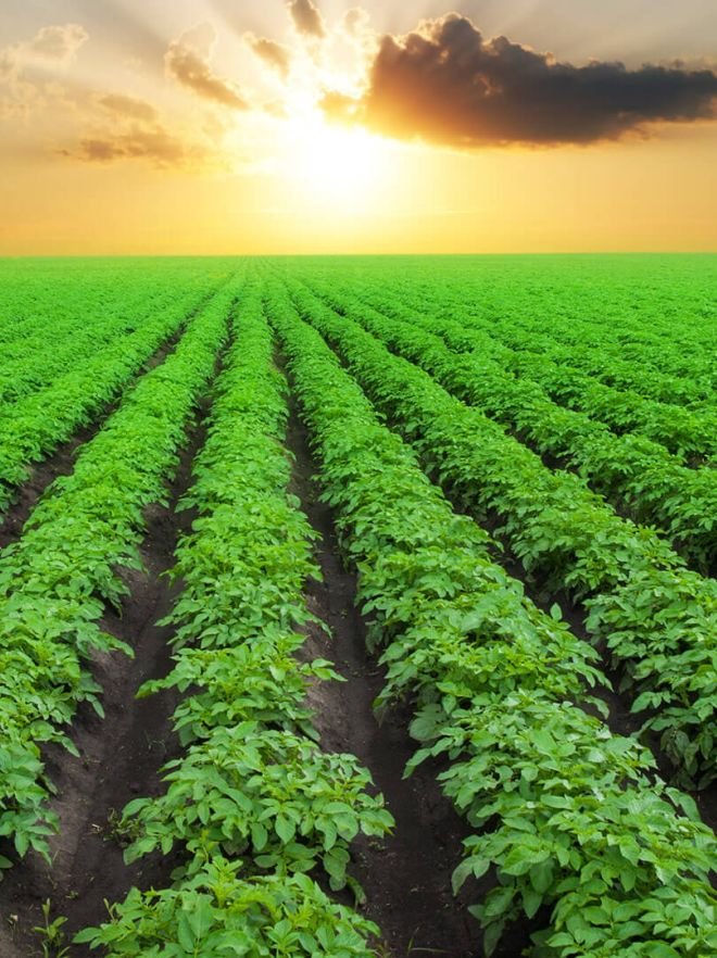 Pagina principala 27 potatoes aae81760