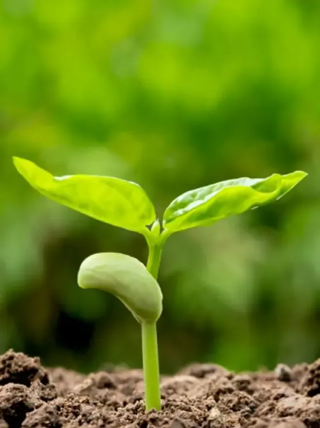 seeds germination aa6e5bb3