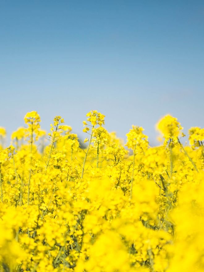 Pagina principala 23 blooming canola rapeseed field picjumbo com scaled ab60c63d